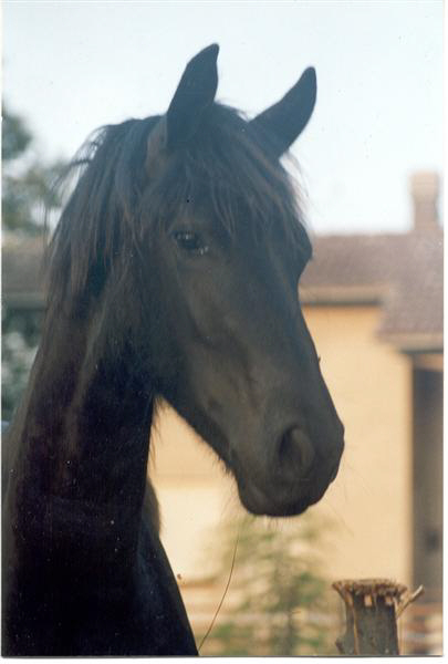 Famke Piertsje head, one year old