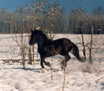 Famke in the snow 2003