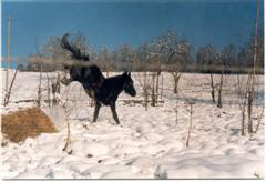 Friesians love snow, her is Famke 2003