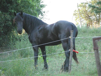 Frisone Famke, Il Campero july 2003