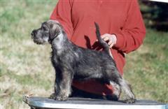 Nichi Viking Voyager, own by Mr. Erik & Ranveig Vestnes, kennel Av Serjas - Norway 