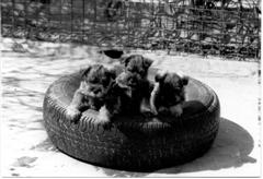 Miny puppies of v Saupark 1981