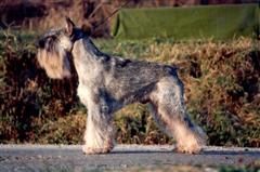 Ch Harchanum Charisma for Nichi, 10_years_old