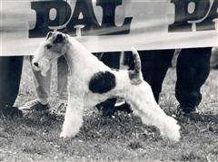 Foxterrier, Ch Luc v Vorsterfeld