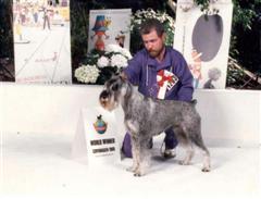 W Ch Nelson del Prillo at the World Dog Show in Copenhagen 1989