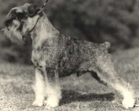 Ch Trixer Oppenheimer, owner Trixer Kennel