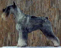 Ch Harchanum Charisma for Nichi, owner Nichi Kennel