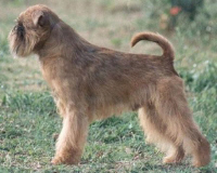 Ch NICHI GREAT RED BARON
