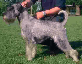 Ch Nichi Very Versus, Owned by Mr. L.Vuolo - Naples, Italy