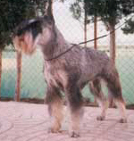 Ch Nichi Tabatha, own by Rikard Bernstrand, kennel De Verorich,  Spain 